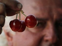 Las cerezas también pueden mejorar la calidad del sueño debido a su contenido en melatonina, una hormona que regula los ciclos de sueño-vigilia y puede ayudar a combatir el insomnio. AP / ARCHIVO