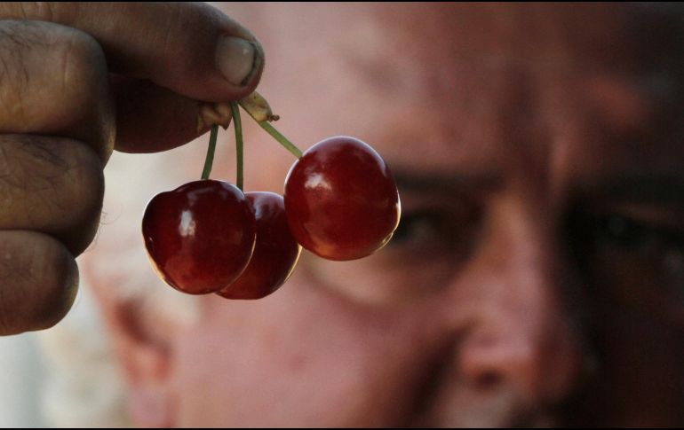 Las cerezas también pueden mejorar la calidad del sueño debido a su contenido en melatonina, una hormona que regula los ciclos de sueño-vigilia y puede ayudar a combatir el insomnio. AP / ARCHIVO