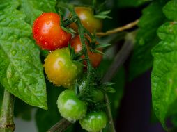 El FIDA ha financiado, a través de préstamos, iniciativas en varios países. UNSPLASH / S. VÖLKEL