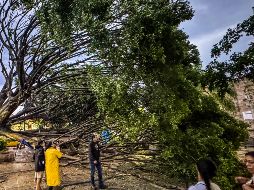 El árbol es centenario, pues tenía más de 150 años. EL INFORMADOR / M. Navarro