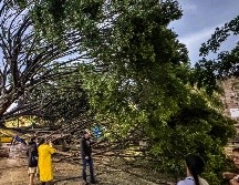 El árbol es centenario, pues tenía más de 150 años. EL INFORMADOR / M. Navarro