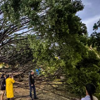 Lluvia derriba árbol en zona de San Andrés