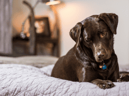 Al reconocer y respetar los instintos naturales de nuestros perros, podemos crear un entorno más seguro y confortable para ellos. ESPECIAL/CANVA