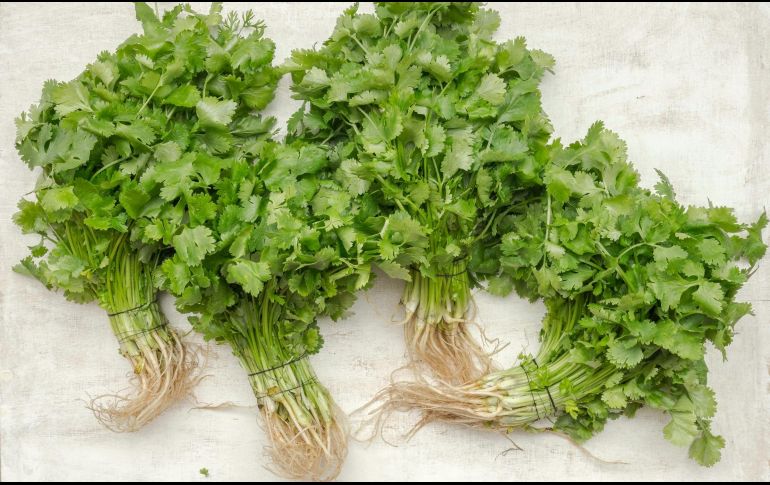 Especialistas atribuyen el aumento del precio del cilantro a varios factores, siendo uno de los principales la sequía que afectó a México antes del inicio de las lluvias. ESPECIAL / Foto de Magdalena Olszewska en Unsplash