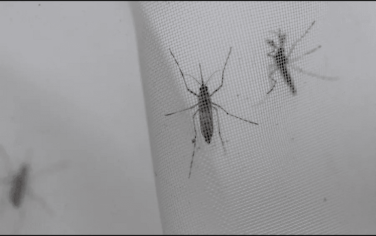 Para prevenir las picaduras y las enfermedades que pueden transmitir, se hacen las siguientes recomendaciones. EFE / ARCHIVO