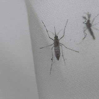 Estos factores hacen a las personas "atractivas" para los mosquitos