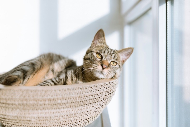 &nbsp;La naturaleza felina de los gatos los aleja del contacto físico, no obstante, existen alternativas para acariciarlos de manera sana y sin dañarlos. UNSPLASH/Eric Han