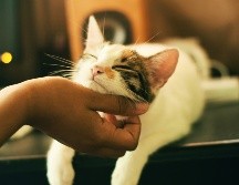 Según investigaciones existen zonas donde los felinos les desagrada ser acariciados. UNSPLASH/Yerlin Matu