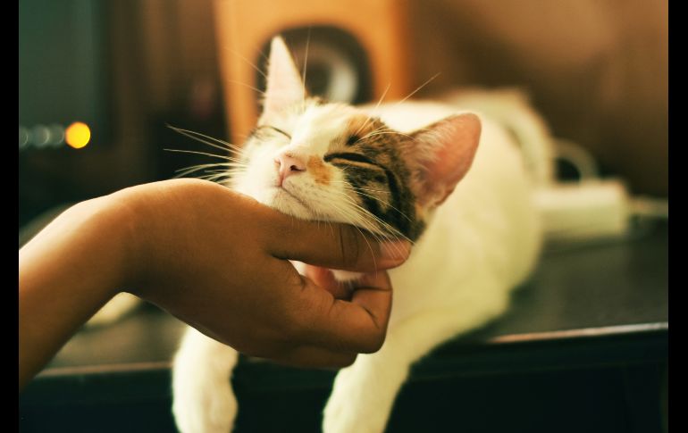 Según investigaciones existen zonas donde los felinos les desagrada ser acariciados. UNSPLASH/Yerlin Matu