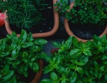 Las hierbas además de frescas y vistosas son utilices en cualquier hogar. UNSPLASH/Markus Spiske
