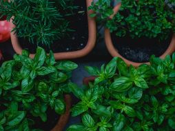 Las hierbas además de frescas y vistosas son utilices en cualquier hogar. UNSPLASH/Markus Spiske