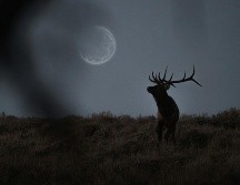 Además de poder avistar la Luna de Ciervo, también seremos testigos de una lluvia de meteoros durante el mes de julio. UNSPLASH/ Tyree Adams