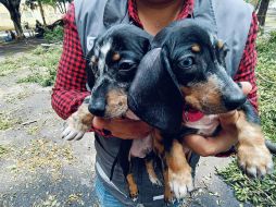 La Unidad de Protección Animal e Inspección y Vigilancia desplegó el Operativo Baratillo en el que se rescataron aproximadamente 91 animales. ESPECIAL.