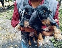 La Unidad de Protección Animal e Inspección y Vigilancia desplegó el Operativo Baratillo en el que se rescataron aproximadamente 91 animales. ESPECIAL.