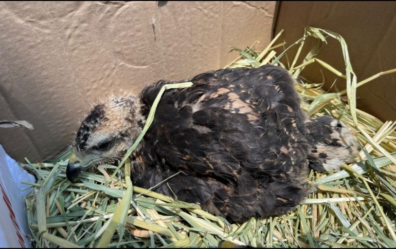 La Unidad de Protección Animal e Inspección y Vigilancia desplegó el Operativo Baratillo en el que se rescataron aproximadamente 91 animales. ESPECIAL.