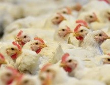 Durante su paso por Argentina, los representantes mexicanos visitaron plantas productivas del sector. EFE / ARCHIVO