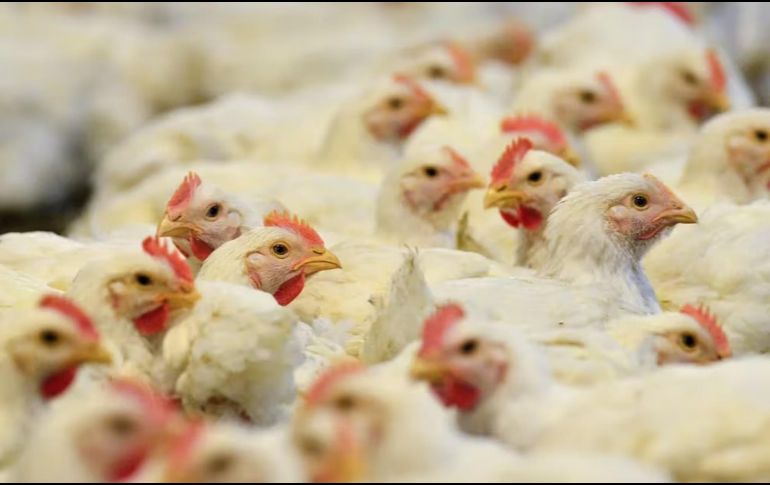 Durante su paso por Argentina, los representantes mexicanos visitaron plantas productivas del sector. EFE / ARCHIVO