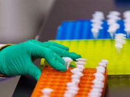 Los científicos también analizaron variantes genéticas raras que tienen muy pocas personas, pero que pueden tener grandes efectos sobre la pubertad. EFE/ ARCHIVO