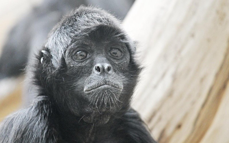 ESPECIAL/Foto de Manfred Richter en Pixabay