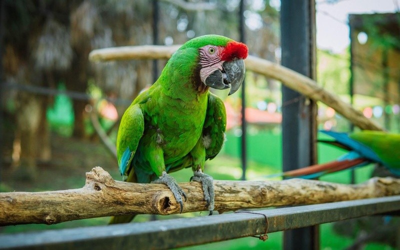 ESPECIAL/Foto de Angie Toh en Pixabay