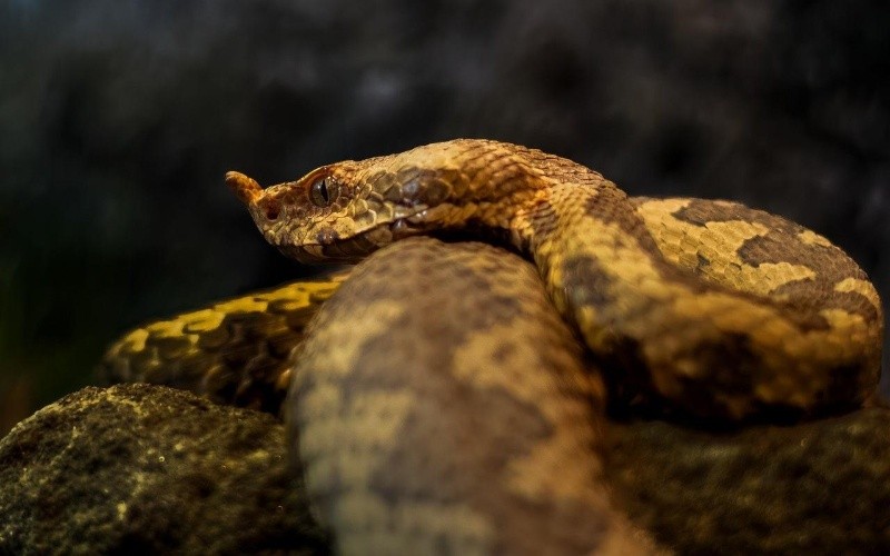 ESPECIAL/Foto de  Ondřej Vídenský en Pixabay