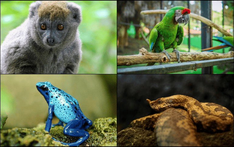 La deforestación, el cambio climático y la caza ilegal comprometen la conservación de la biodiversidad en las selvas tropicales. ESPECIAL/Foto de A.Toh, A. Hoja, O.Vídenský y Canva en Pixabay