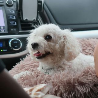 ¿Cómo viajar en carretera con mascotas?