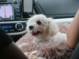 Estas son las recomendaciones a seguir para cuidar a tus mascotas de un viaje en carretera. ESPECIAL / UNSPLASH noelle