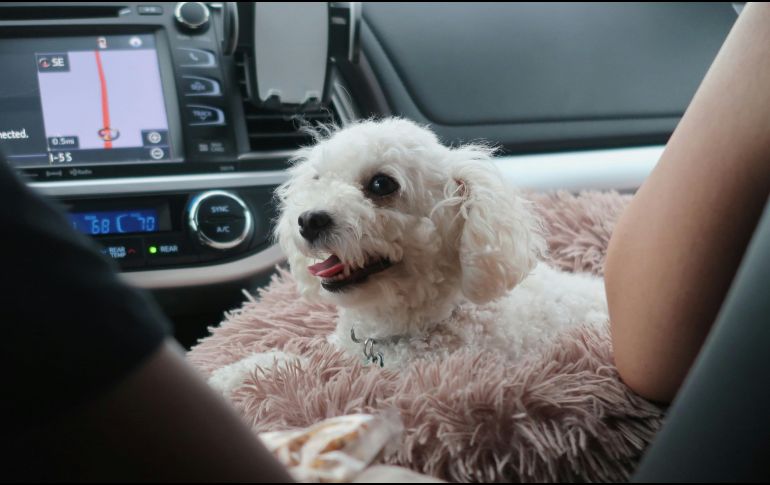 Estas son las recomendaciones a seguir para cuidar a tus mascotas de un viaje en carretera. ESPECIAL / UNSPLASH noelle