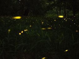 Los asistentes también pueden disfrutar de una variedad de actividades culturales y recreativas, como conciertos de música en vivo. Unsplash