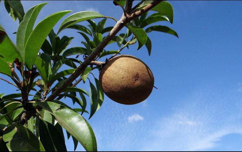 La forma del fruto de zapote blanco es similar a una manzana verde o un durazno, verde por fuera y blanco por dentro, es rico en betacaroteno y vitamina A y C que ayudan a fortalecer el sistema inmunológico. Pixabay