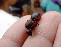 Hormiga chicatana en un mercado de Chiapas. NOTIMEX/Archivo