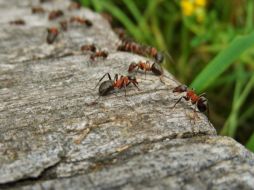 Las hormigas carpinteras de Florida (Camponotus floridanus) son capaces de amputar las extremidades heridas de sus compañeras. ESPECIAL/Foto de Tworkowsky en Pixabay