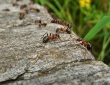 Las hormigas carpinteras de Florida (Camponotus floridanus) son capaces de amputar las extremidades heridas de sus compañeras. ESPECIAL/Foto de Tworkowsky en Pixabay