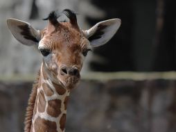 Chaac es el más pequeño de todas las jirafas. ESPECIAL/ FACEBOOK/ ZOOLOGICO GUADALAJARA.