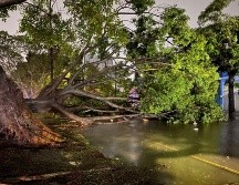 Varios árboles cayeron en la ciudad, algunos de ellos sobre vehículos. ESPECIAL