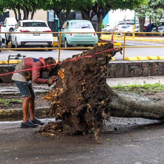 Cientos de árboles caen por lluvia
