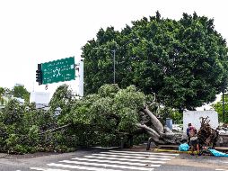 Los fuertes vientos arrancaron de sus raíces un aproximado de 128 árboles en los distintos municipios que conforman la ZMG. EL INFORMADOR/ A. Navarro