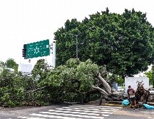 Los fuertes vientos arrancaron de sus raíces un aproximado de 128 árboles en los distintos municipios que conforman la ZMG. EL INFORMADOR/ A. Navarro