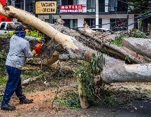 Según reportes oficiales, en el municipio de Guadalajara se contabilizaron 47 árboles caídos. EL INFORMADOR / A. Navarro
