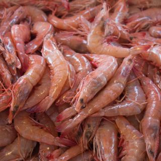 Así es el tratamiento en el IMSS para controlar alergias