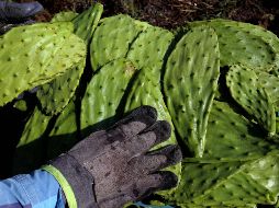 Los nopales pertenecen a la familia de las cactáceas.  AFP / ARCHIVO