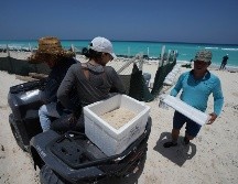 Funcionarios trasladan huevos de tortuga desde una playa para protegerlos de la llegada prevista del huracán 