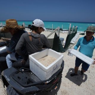 Huracán 'Beryl': Huevos de tortuga fueron los primeros evacuados