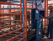 La SADER informó que tienen un avance del 75% en el otorgamiento de apoyos económicos. EL INFORMADOR / ARCHIVO