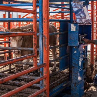 Entregan casi totalidad de apoyos a productores tras sequía
