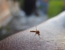 El acumulado total de dengue en la entidad es de 633 casos, hasta el momento no se han registrado defunciones.PIXABAY