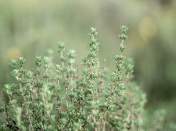 Desde tiempos antiguos, las personas han utilizado hierbas medicinales con mucho éxito para combatir estas afecciones. ESPECIAL / Foto de Anja Junghans en Unsplash