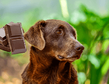 En caso de que sospeches que tu perro ha comido chocolate, es fundamental actuar con rapidez para evitar consecuencias. UNSPLASH/ Jairo Alzate