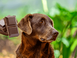 En caso de que sospeches que tu perro ha comido chocolate, es fundamental actuar con rapidez para evitar consecuencias. UNSPLASH/ Jairo Alzate